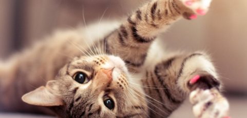 How To Make Your Cat Healthy And Happy