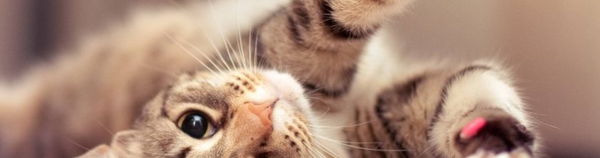 How To Make Your Cat Healthy And Happy
