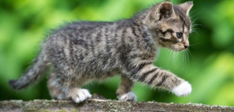 Adopting A Kitten? Check Out These Amazing Cat Care Tips