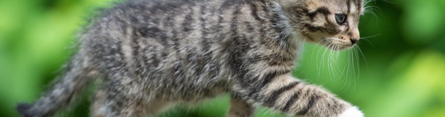Adopting A Kitten? Check Out These Amazing Cat Care Tips